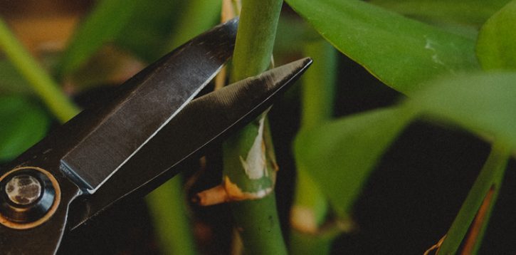 ¿Cómo realizar esquejes de Rhaphidophora tetrasperma?