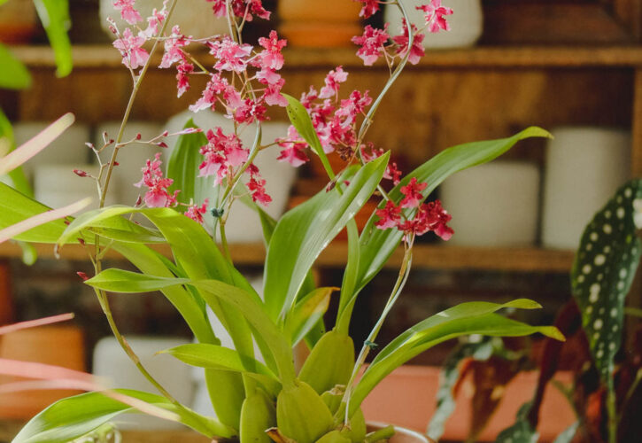 ¿Cómo cuidar mis plantas en Invierno?