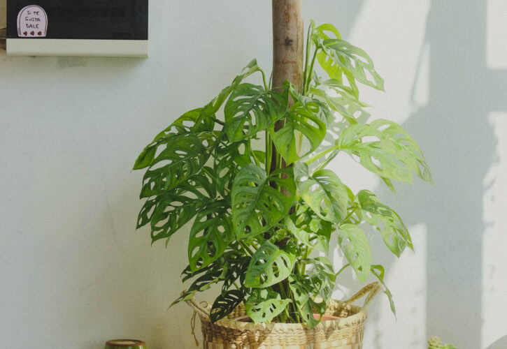 ¿Cuáles son los cuidados de una Monstera Adansonii?