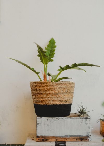 Philodendron Narrow (Tiger Tooth)
